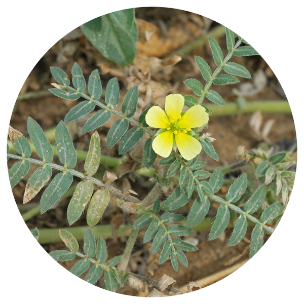 Tribulus
